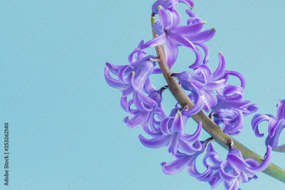Blooming Blue hyacinth flower on blue background. Copy space.