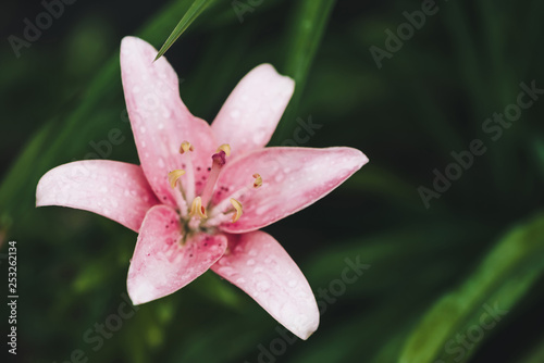 Beautiful flowering pink lily in macro. Amazing picturesque wet blooming flower close-up. Raindrops on colorful plant. Wonderful european perfume flower with dew drops. Droplets on pink petals.