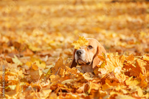 Beautiful dog among yellow leaves, portrait. Beagle Dog. Autumn.