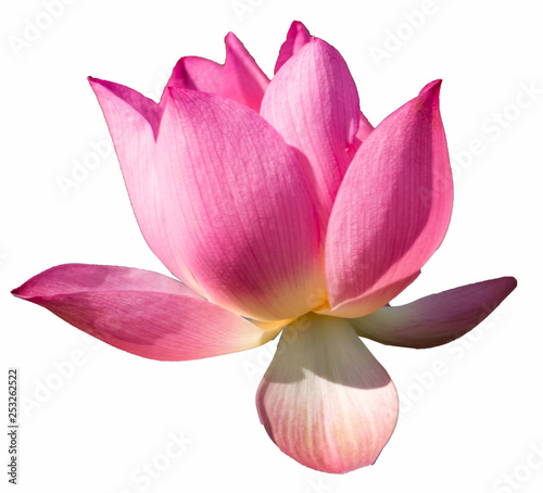 Booming Lotus Flower or water lily isolated on white background