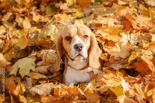 Beautiful dog among yellow leaves, portrait. Beagle Dog. Autumn.