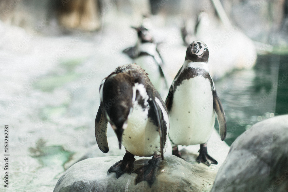 Fototapeta premium A penguin in a zoo staring at the camera with other penguins