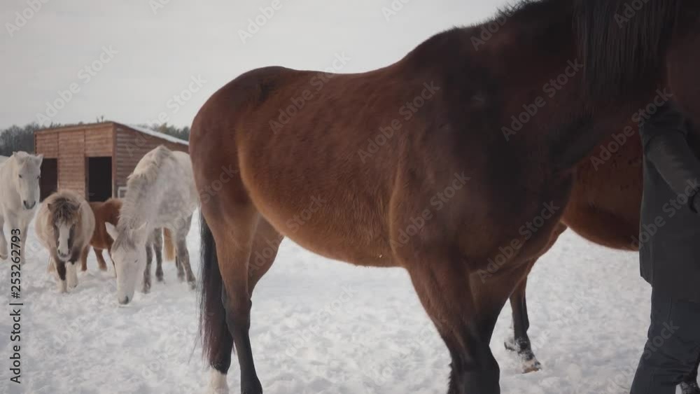 Couple walking with horses outdoors on a country ranch in the winter. Man and woman leading horses. Horses and ponies follow the pair. Couple walking with horses outdoors on a country ranch in the winter. Man and woman leading horses. Horses and ponies follow the pair.