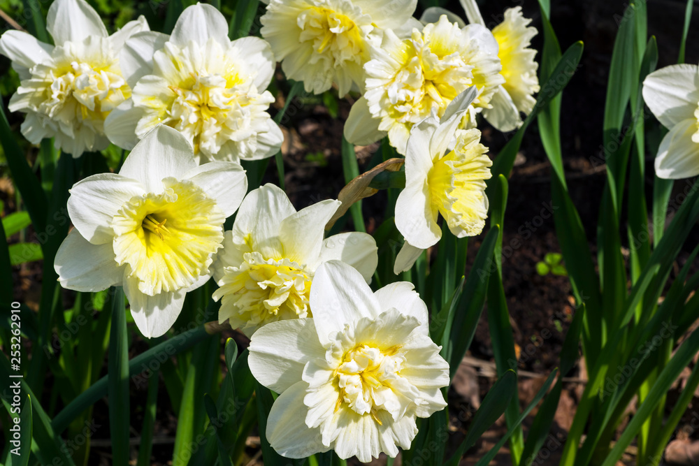 Narcissus of the Ice King species Narcissus of the Ice King species
