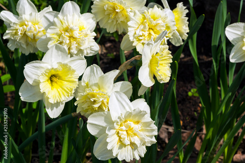 Narcissus of the Ice King species
