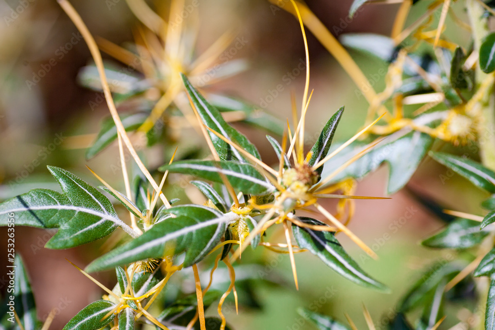 Dodder Genus Cuscuta is parasitic plants Dodder Genus Cuscuta is parasitic plants