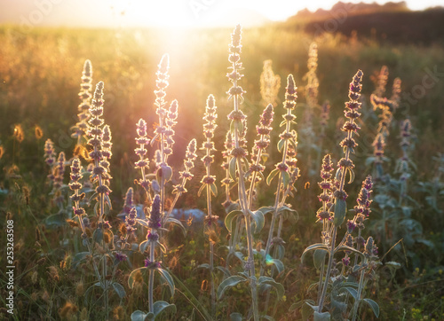 Fototapeta Naklejka Na Ścianę i Meble -  Beautiful purple flowers on a summer meadow at sunset.