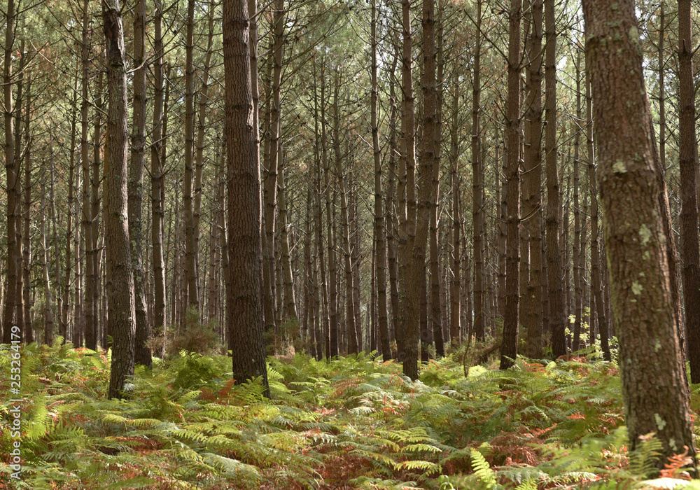 Fototapeta premium Forêt de pins dans les Landes