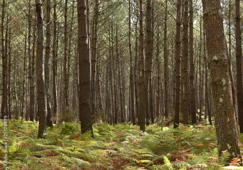 Forêt de pins dans les Landes