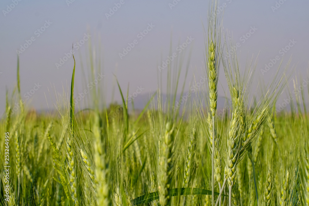 Obraz premium Barley