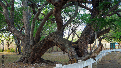 trees holding on fence looking like having sex in Cuba February 2019