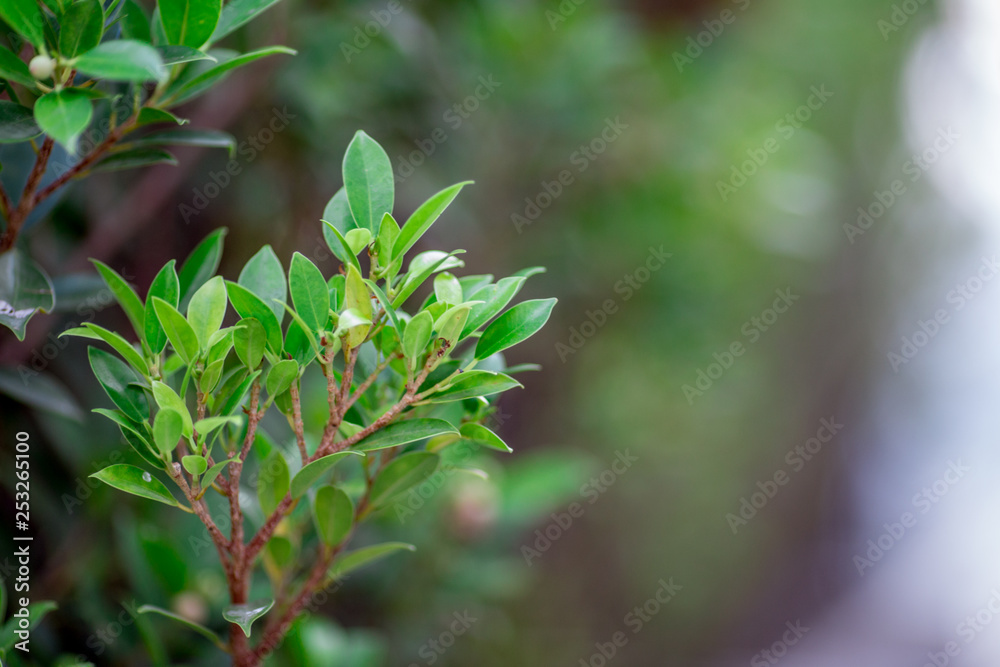 Close-up view of green leaves, natural background of flowers in a park with blurred direction of sunlight or wind blowing through, is a beautiful species. 