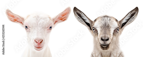 Portrait of a white and gray goats, closeup, isolated on white background