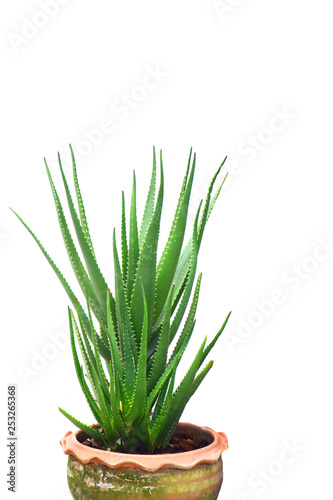 Aloe Vera plant in a pot isolated on white background.