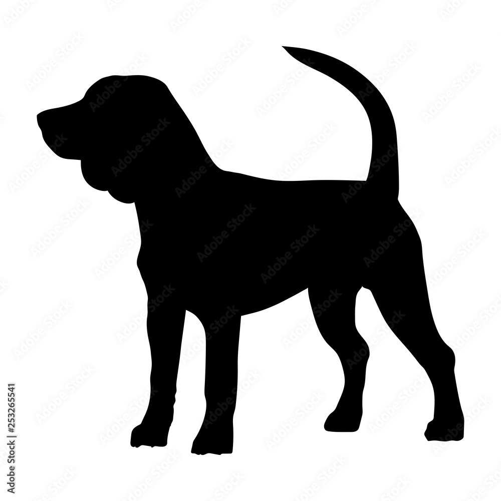 Beagle purebred dog Beagle purebred dog