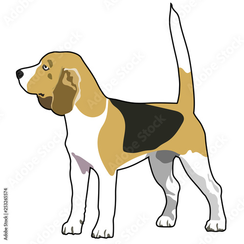 Beagle purebred dog