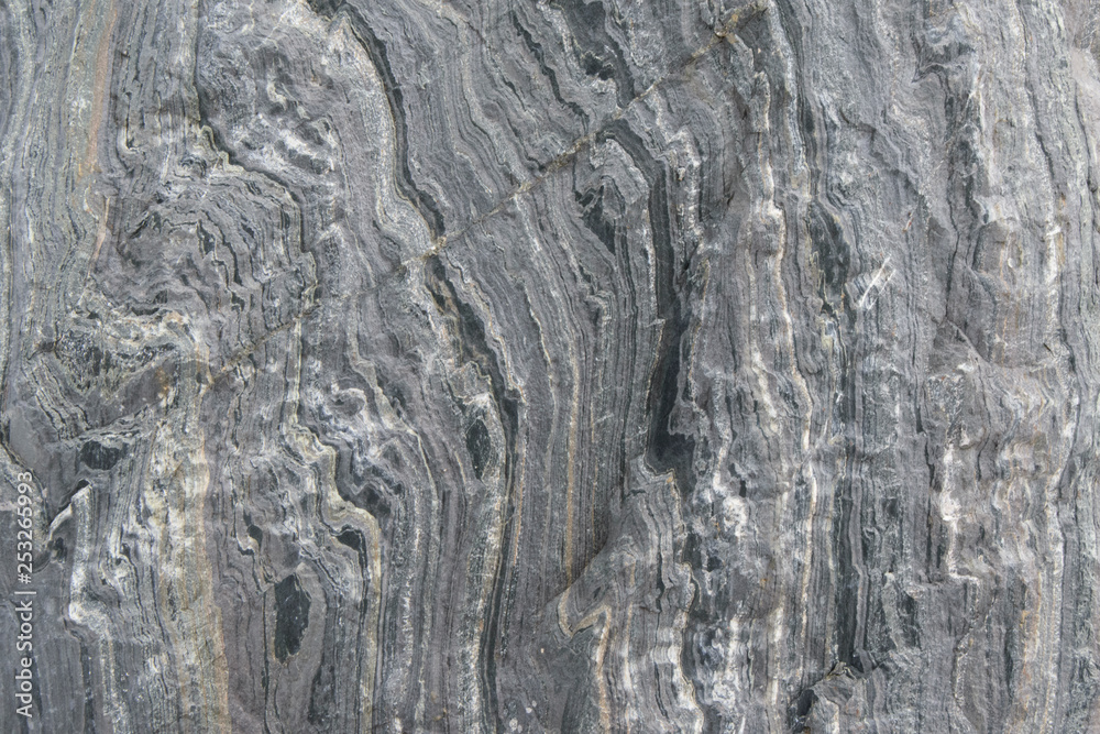Fototapeta premium bark of a tree