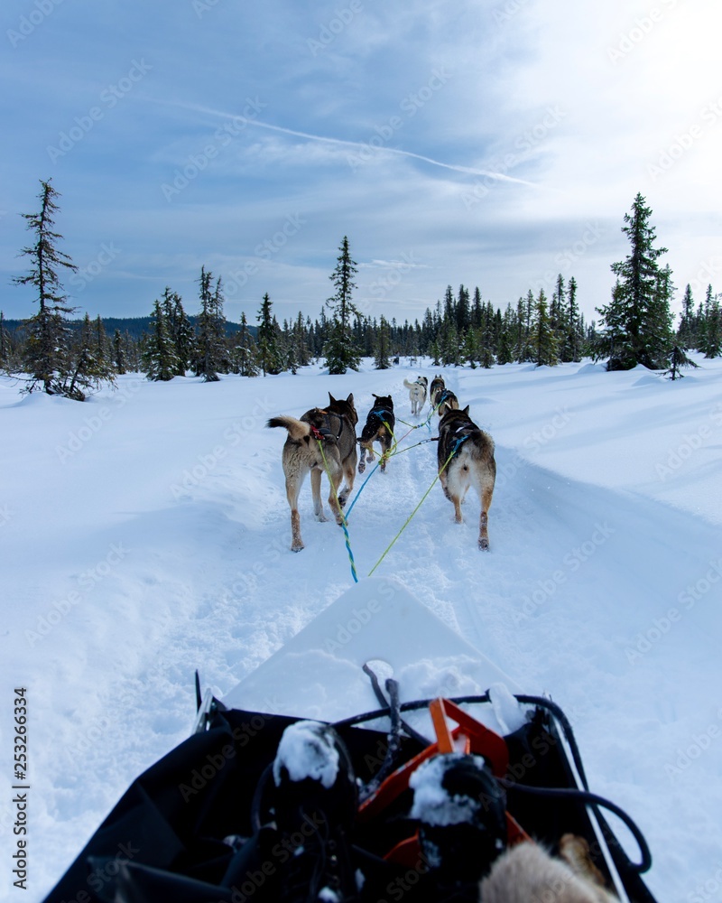 Naklejka premium Dog sled in winter