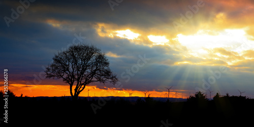 Colorful sunset with tree and wind wheels .Nature background. © Swetlana Wall
