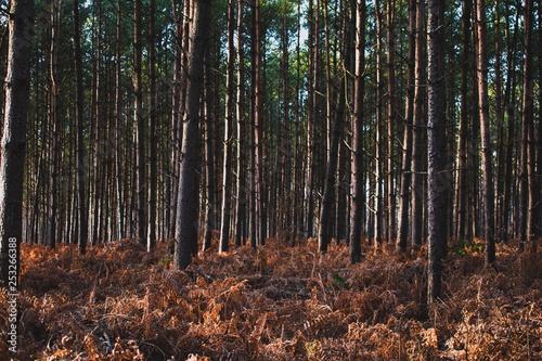 Chaotic forest