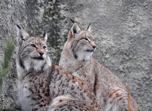 Two lynx © Дина Попова