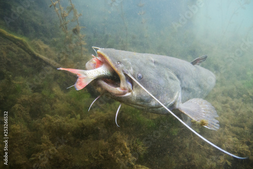 Underwater photo of The Catfish (Silurus Glanis). European Catfish attack. Biggest predatory fish in European lakes and river. Wild life animal. Catfish in the nature habitat with nice background. 