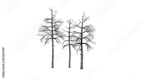 several different Black Gum trees in the winter - isolated on white background