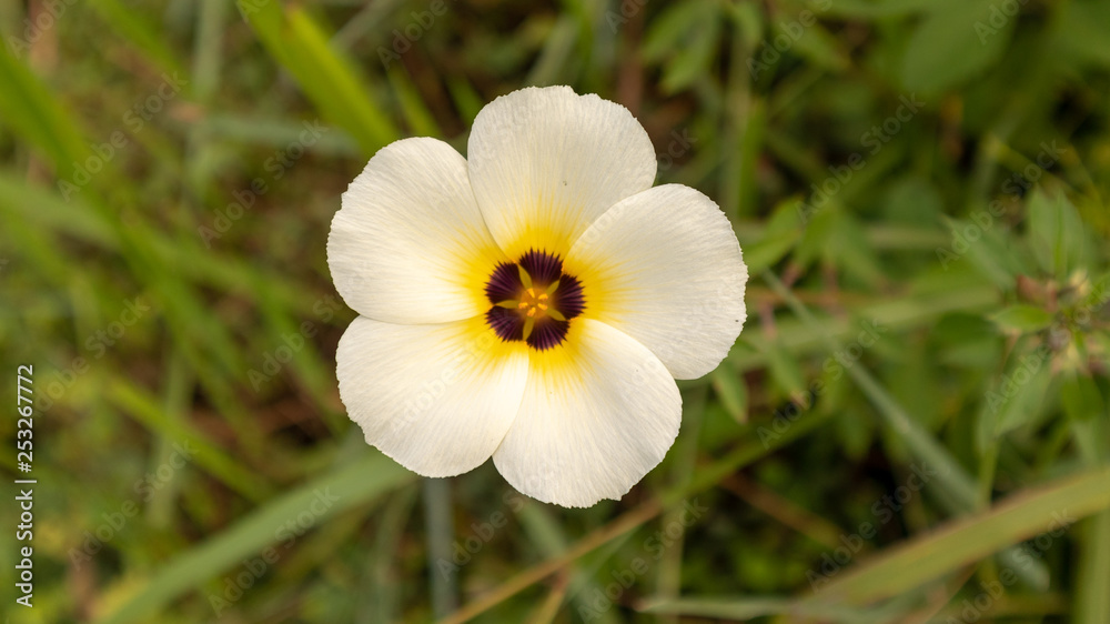 White Flower with yellow Center best for Broken Heart Background White Flower with yellow Center best for Broken Heart Background