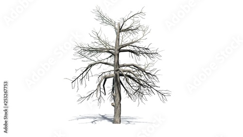 single Black Gum tree in the winter with shadow on the floor - isolated on white background