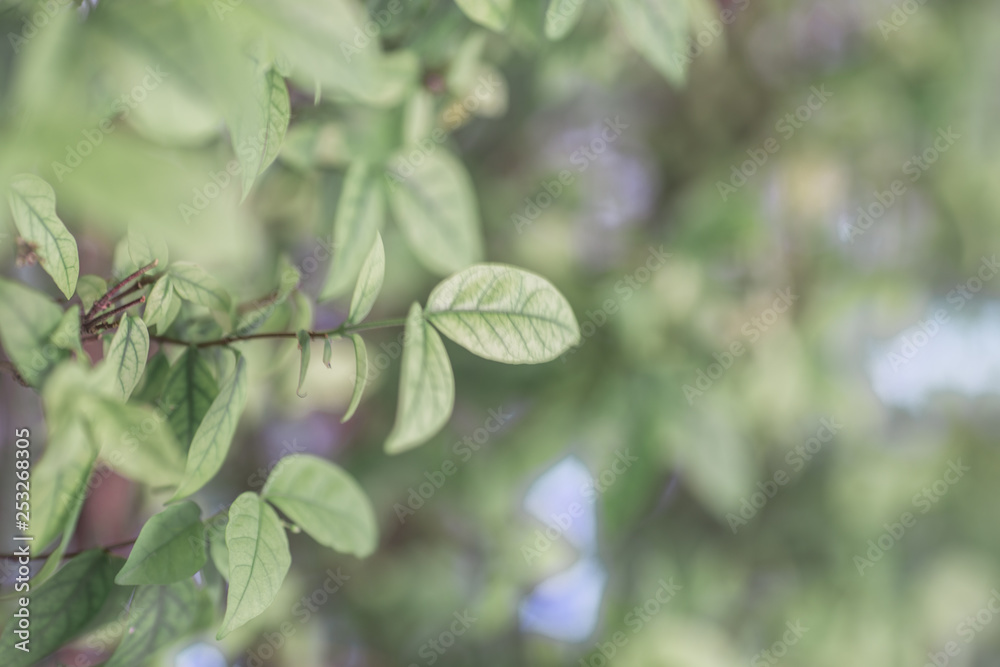 Close-up view of green leaves, natural background of flowers in a park with blurred direction of sunlight or wind blowing through, is a beautiful species. Close-up view of green leaves, natural background of flowers in a park with blurred direction of sunlight or wind blowing through, is a beautiful species.