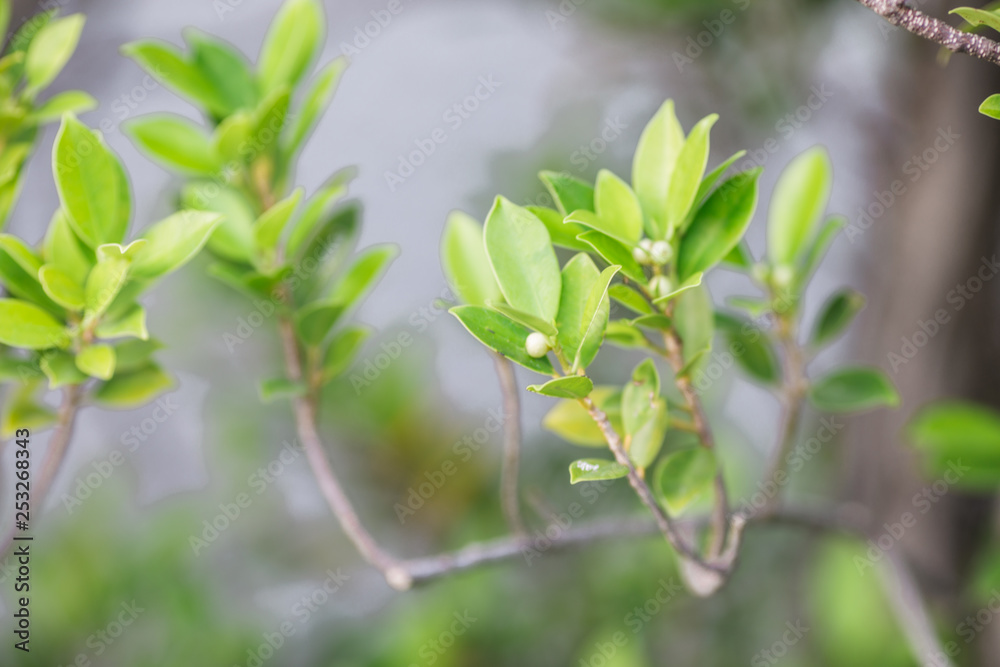 Close-up view of green leaves, natural background of flowers in a park with blurred direction of sunlight or wind blowing through, is a beautiful species. Close-up view of green leaves, natural background of flowers in a park with blurred direction of sunlight or wind blowing through, is a beautiful species.