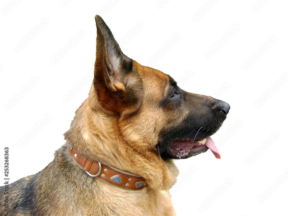Shepherd dog isolated on white background Shepherd dog isolated on white background