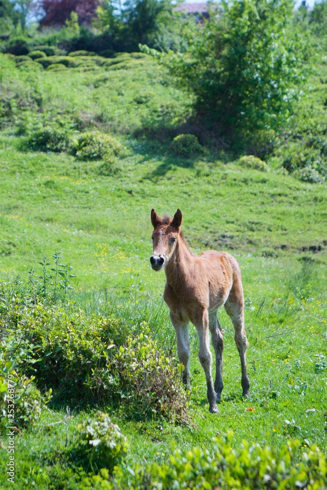 The little foal grazes on the beautiful landscape and eats green grass. The little foal grazes on the beautiful landscape and eats green grass.