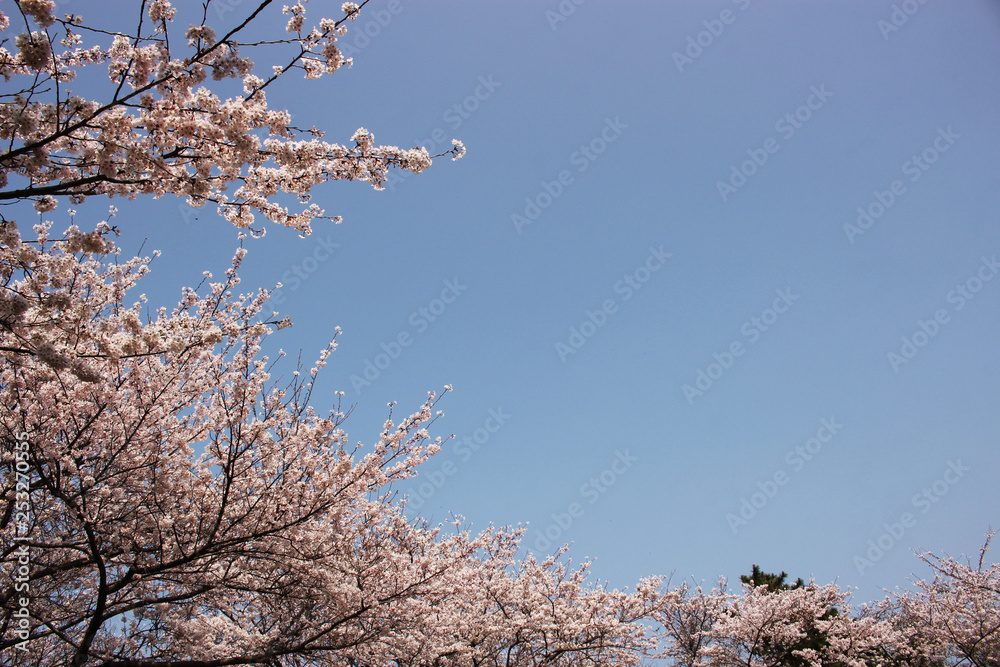 Blooming Cherry Blossom of Jeju Island