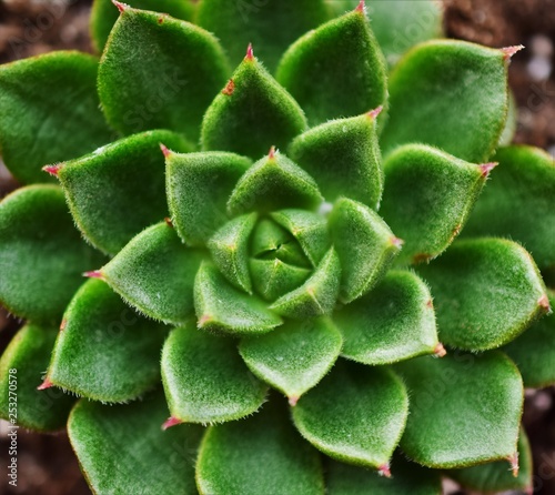 Detail of a succulent