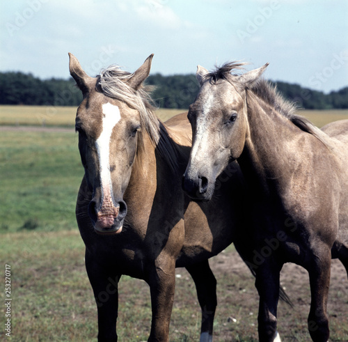 Fototapeta Naklejka Na Ścianę i Meble -  Two horses