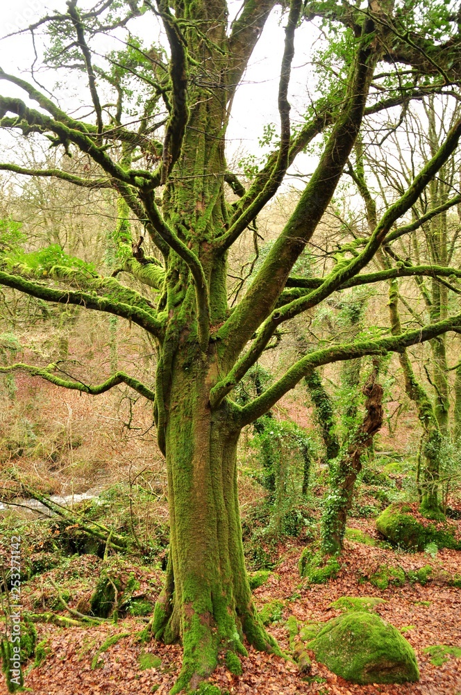 Mossy tree in the forest