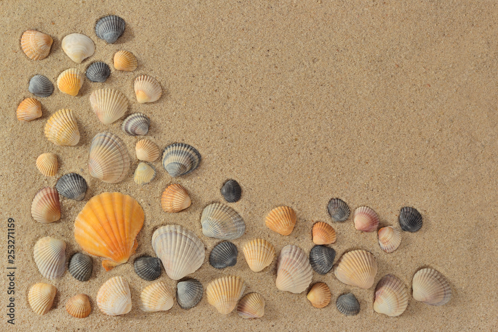 Seashells on a sand background Seashells on a sand background