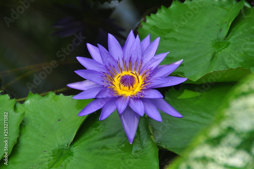 Detail of a lotus-flower in Brasil