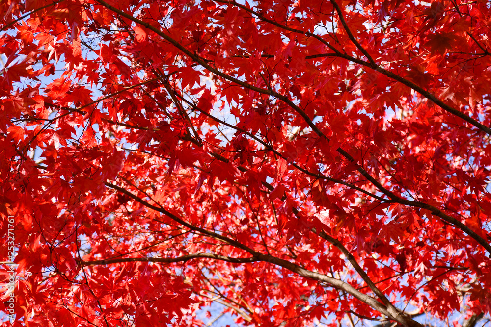 red maple leaves in autumn background, serene moment under the tree and clear blue sky red maple leaves in autumn background, serene moment under the tree and clear blue sky
