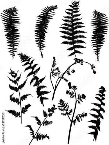 set of ten black fern leaves silhouettes on white