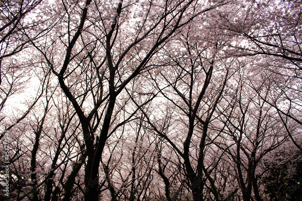 Blooming Cherry Blossom of Jeju Island Blooming Cherry Blossom of Jeju Island