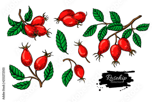 Rosehip vector drawing set.. Isolated berry branch sketch on white background.  