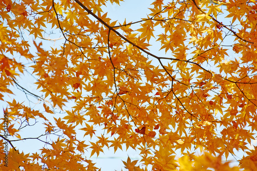 yellow maple leaves autumn foliage in japan