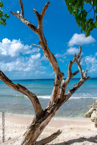 tree on the beach © Dan Smith Images 