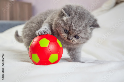 little kitten plays with a ball