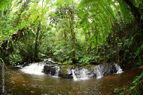 Rainforest in Brasil