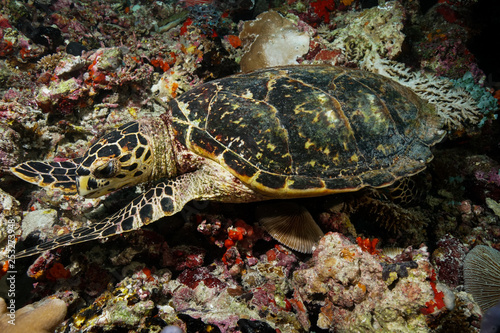 Sea Turtle at the Maldives