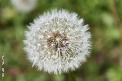 dandelion close up © Ivan