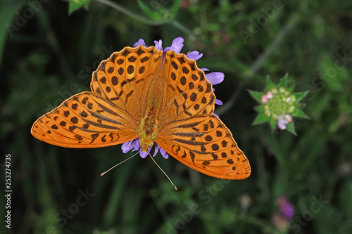 15.07.2018 DE, NRW, Lampertstal Kaisermantel, Silberstrich Argynnis paphia (LINNAEUS, 1758)